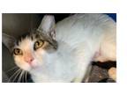 Adopt Kayla a Domestic Short Hair