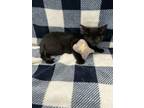 Adopt Lizzie a Domestic Short Hair