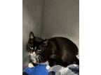 Adopt Empress a Domestic Short Hair