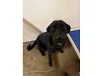 Adopt Oreo a Labrador Retriever, Australian Cattle Dog / Blue Heeler