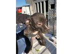 Adopt D a Pit Bull Terrier, Mixed Breed