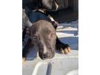 Adopt C a Pit Bull Terrier, Mixed Breed