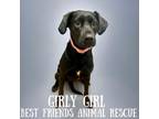 Adopt Girly Girl a Labrador Retriever