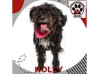 Adopt HOLLY a Miniature Poodle, German Shepherd Dog