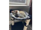 Adopt Daisy a American Shorthair