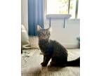 Adopt Delaney (24-055 C) a Maine Coon, Domestic Medium Hair