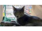 Adopt Temo a Russian Blue, Domestic Short Hair