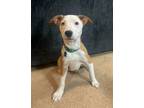 Adopt Roo a Pit Bull Terrier