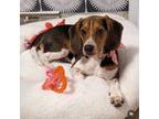 Adopt Xochitl a Beagle, Mixed Breed