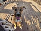 Adopt Ultra Violet a Mixed Breed