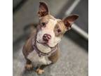 Adopt Ruby Red a Mixed Breed
