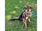 Adopt Maya a Australian Shepherd, German Shepherd Dog