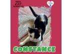 Adopt Constance a Domestic Short Hair