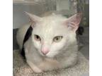 Adopt Cookie a Domestic Short Hair