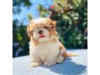 Shih Tzu Puppy for sale in Fresno, CA, USA