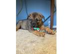 Adopt Gabby a Mixed Breed