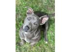 Adopt Jazmin a Pit Bull Terrier