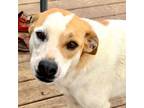 Adopt Cher a Black Mouth Cur