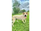 Adopt Sweety a Black Mouth Cur