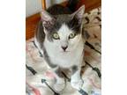 Adopt Madame X (bonded to Lucky) a Domestic Short Hair