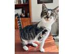 Adopt Billy (bonded to Binx) a Tabby