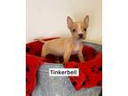 Adopt Tinkerbell a Mixed Breed