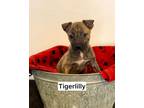 Adopt Tigerlily a Mixed Breed