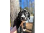 Adopt Elodie a Flat-Coated Retriever, Labrador Retriever