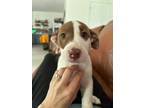 Adopt Floria a Terrier, Basset Hound