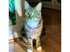 Adopt Monarch a Domestic Short Hair