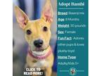 Adopt Bambi a Basenji