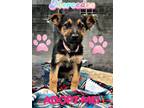 Adopt Mercedes a German Shepherd Dog, Belgian Shepherd / Malinois