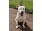 Adopt Paisley a Pit Bull Terrier