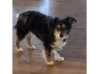 Adopt Sydney a Australian Shepherd