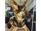 Adopt Evy GSD a German Shepherd Dog