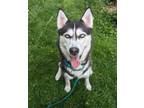 Adopt Lana a Siberian Husky