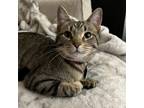 Adopt Clawdia a Domestic Short Hair