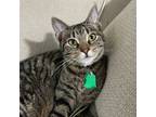 Adopt Tabbytha a Domestic Short Hair