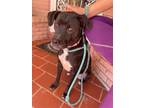 Adopt Penelope a Mixed Breed, Black Labrador Retriever