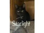 Adopt Starlight a Domestic Short Hair
