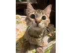 Adopt Coconut a Domestic Short Hair