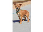 Adopt Isabelle a Shepherd, Mixed Breed