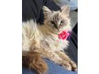 Adopt Athena a Ragdoll, Siamese