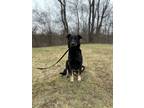 Adopt Natalia a German Shepherd Dog, Black Labrador Retriever