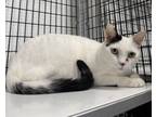 Adopt momdy a Domestic Short Hair