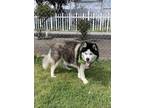 Adopt Jack a Alaskan Malamute