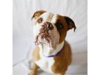 Adopt HERBIE a Dogue de Bordeaux, Mastiff