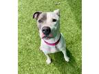 Adopt RAMONE a Pit Bull Terrier