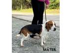 Adopt Mater a Beagle