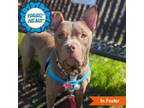 Adopt Scooby Duke a Pit Bull Terrier